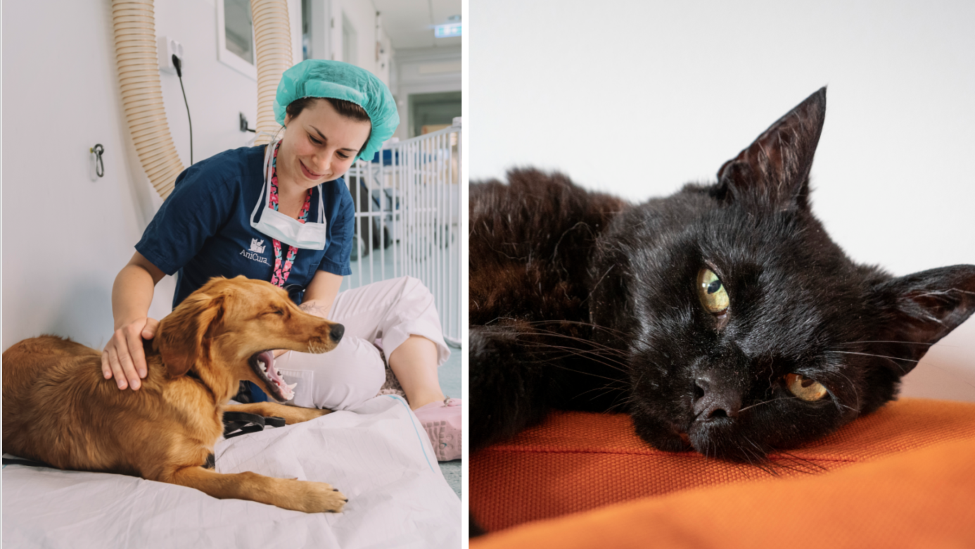 Flera veterinärer upplever att vissa som skaffat husdjur under pandemin saknar grundläggande kunskap om sin nya familjemedlem.